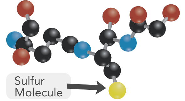 sulfur glutathione Liposomal Glutathione